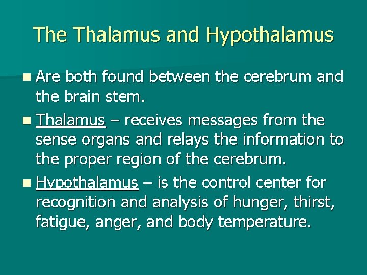 The Thalamus and Hypothalamus n Are both found between the cerebrum and the brain
