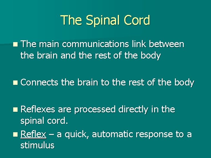 The Spinal Cord n The main communications link between the brain and the rest