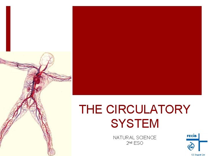 THE CIRCULATORY SYSTEM NATURAL SCIENCE 2 nd ESO 