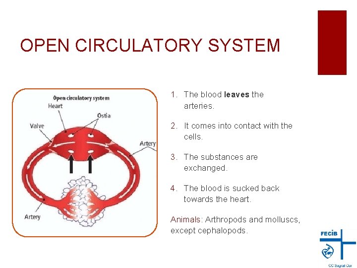 OPEN CIRCULATORY SYSTEM 1. The blood leaves the arteries. 2. It comes into contact