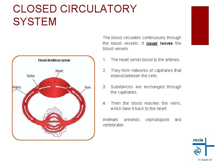 CLOSED CIRCULATORY SYSTEM The blood circulates continuously through the blood vessels. It never leaves