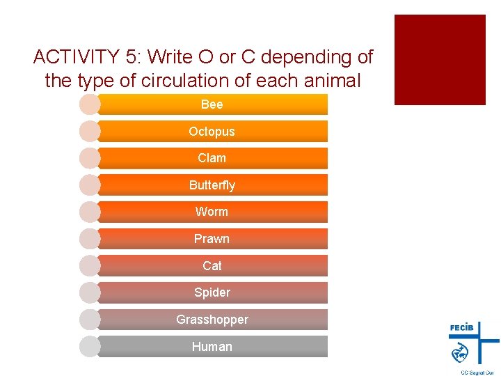 ACTIVITY 5: Write O or C depending of the type of circulation of each