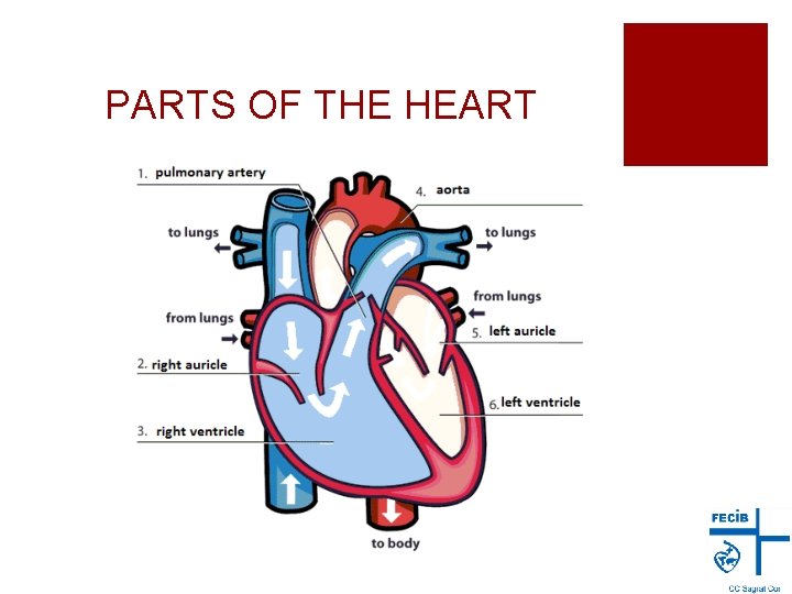 PARTS OF THE HEART 