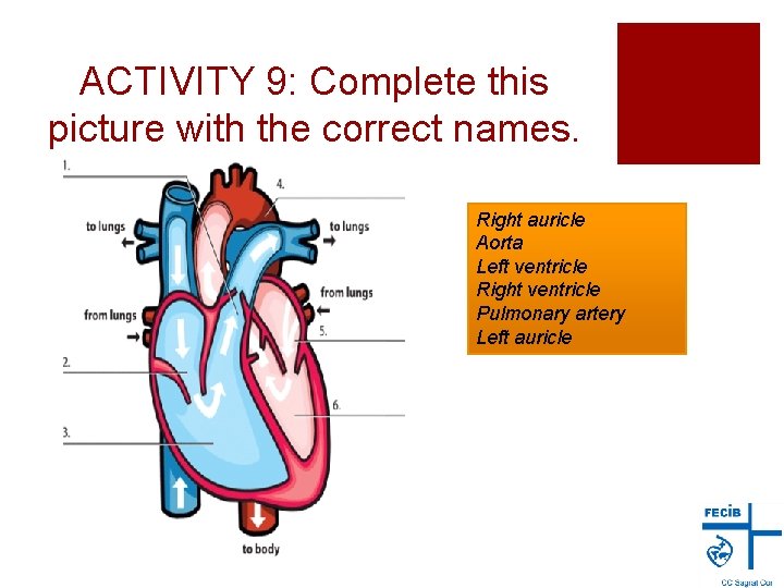 ACTIVITY 9: Complete this picture with the correct names. Right auricle Aorta Left ventricle