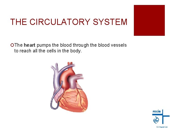 THE CIRCULATORY SYSTEM ¡The heart pumps the blood through the blood vessels to reach