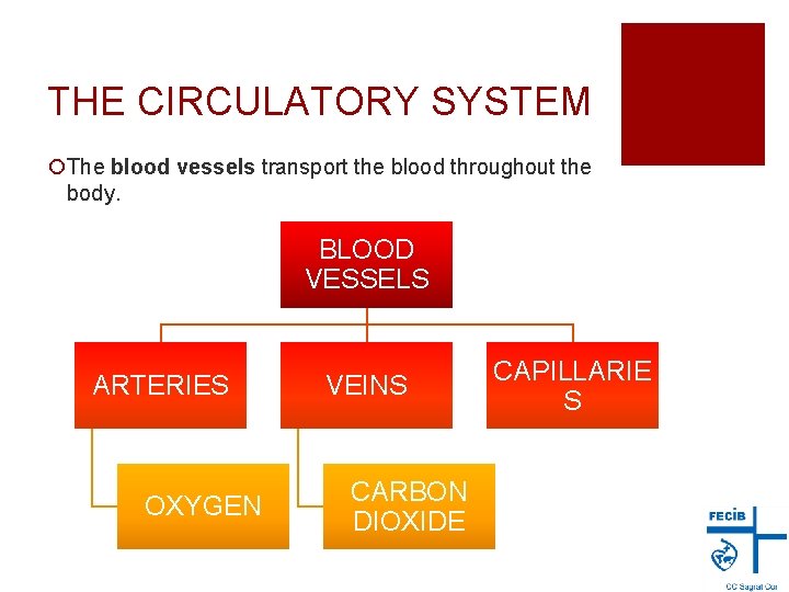 THE CIRCULATORY SYSTEM ¡The blood vessels transport the blood throughout the body. BLOOD VESSELS