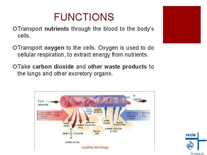 FUNCTIONS ¡Transport nutrients through the blood to the body’s cells. ¡Transport oxygen to the