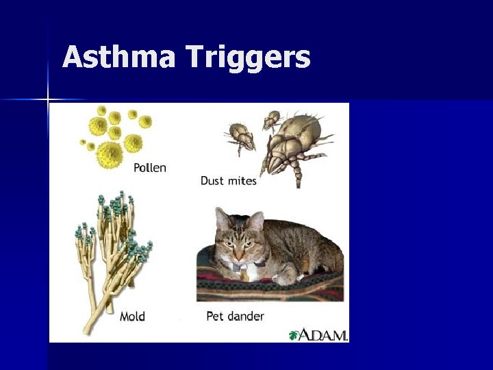 Asthma Triggers 