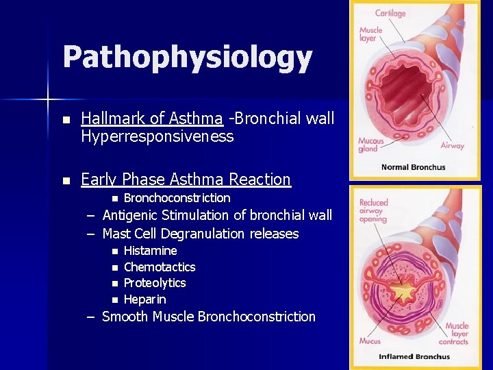 Pathophysiology n Hallmark of Asthma -Bronchial wall Hyperresponsiveness n Early Phase Asthma Reaction n