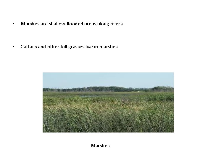  • Marshes are shallow flooded areas along rivers • Cattails and other tall