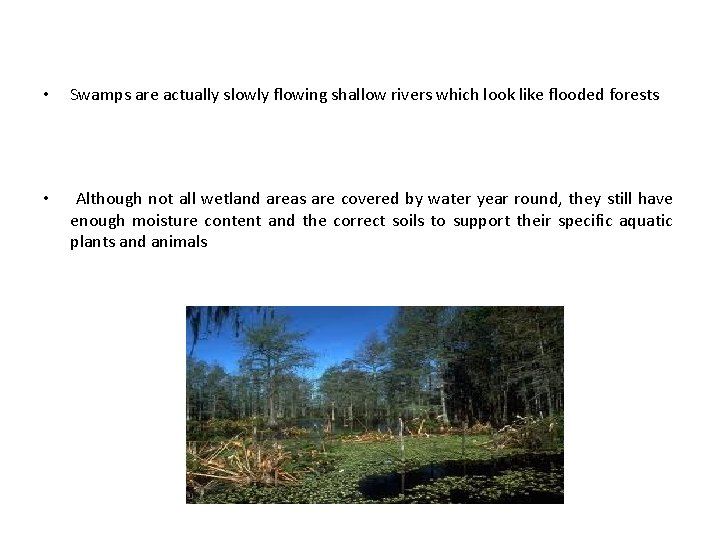  • Swamps are actually slowly flowing shallow rivers which look like flooded forests
