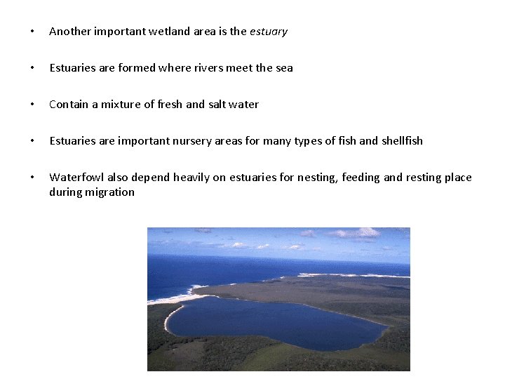  • Another important wetland area is the estuary • Estuaries are formed where