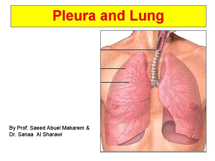 Pleura and Lung By Prof. Saeed Abuel Makarem & Dr. Sanaa Al Sharawi 