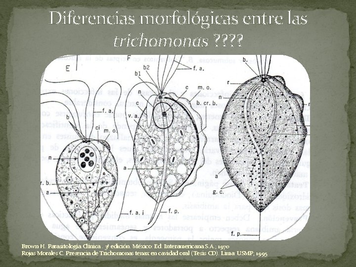 Diferencias morfológicas entre las trichomonas ? ? Brown H. Parasitología Clínica. 3ª edición. México: