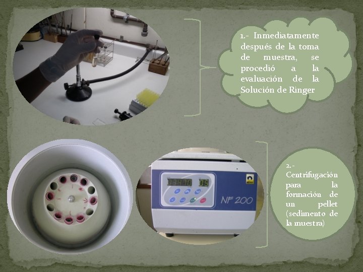 1. - Inmediatamente después de la toma de muestra, se procedió a la evaluación