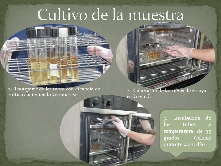 Cultivo de la muestra 1. - Transporte de los tubos con el medio de