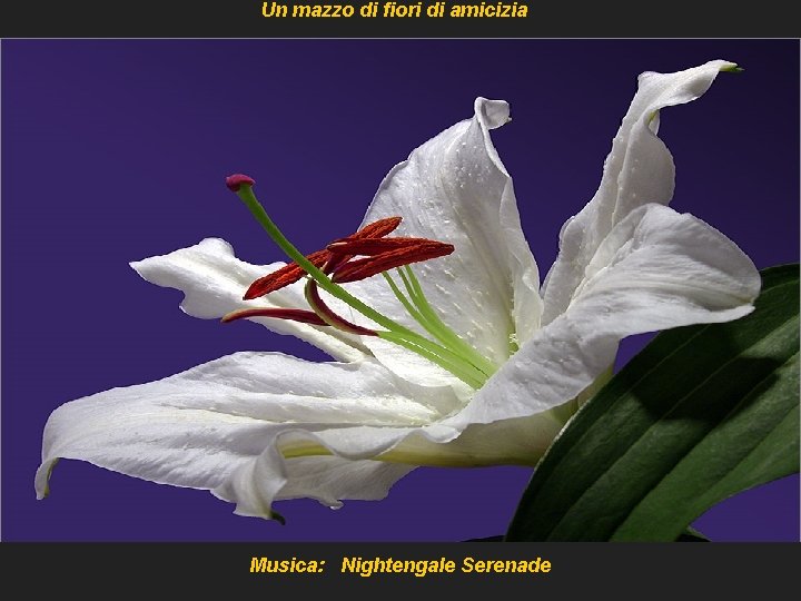 Un mazzo di fiori di amicizia Musica: Nightengale Serenade 