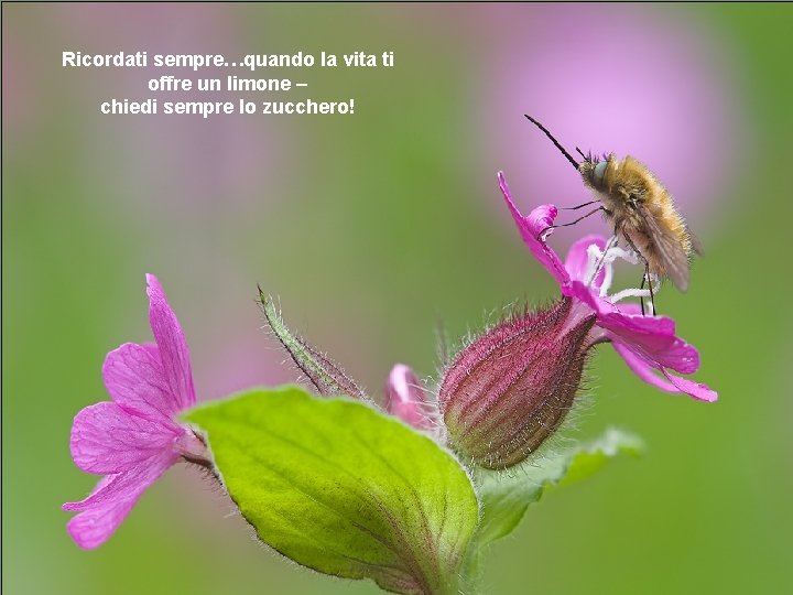 Ricordati sempre…quando la vita ti offre un limone – chiedi sempre lo zucchero! 