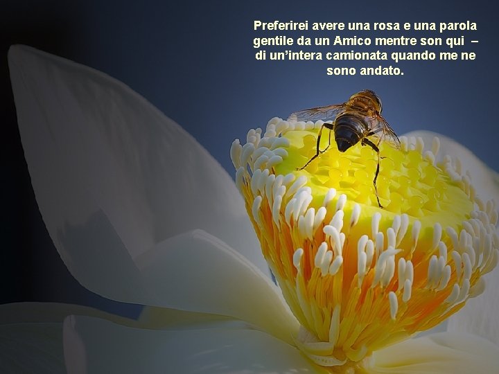 Preferirei avere una rosa e una parola gentile da un Amico mentre son qui
