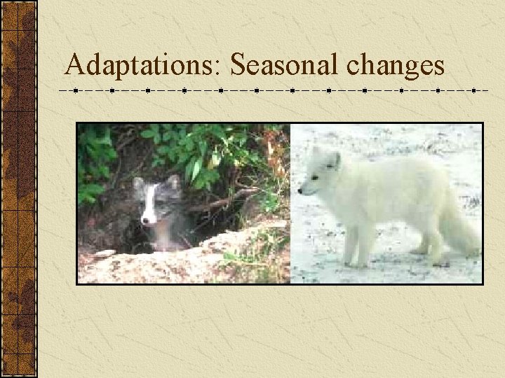 Adaptations: Seasonal changes 