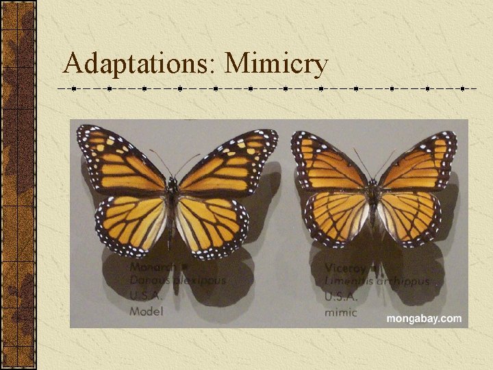 Adaptations: Mimicry 