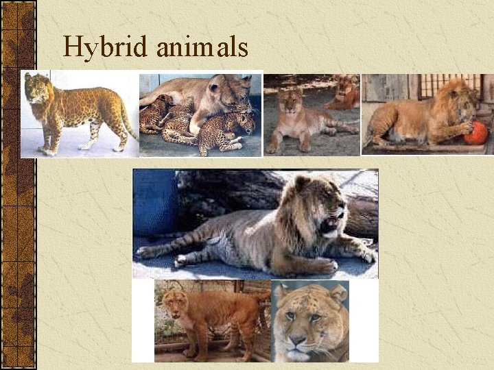 Hybrid animals 