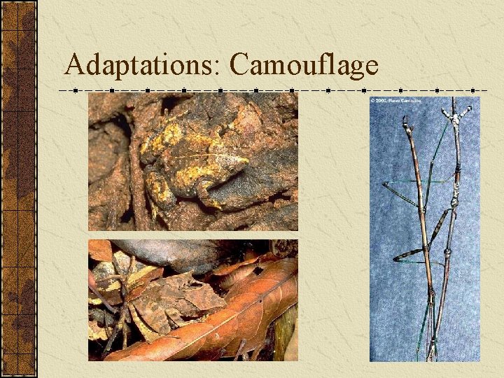 Adaptations: Camouflage 