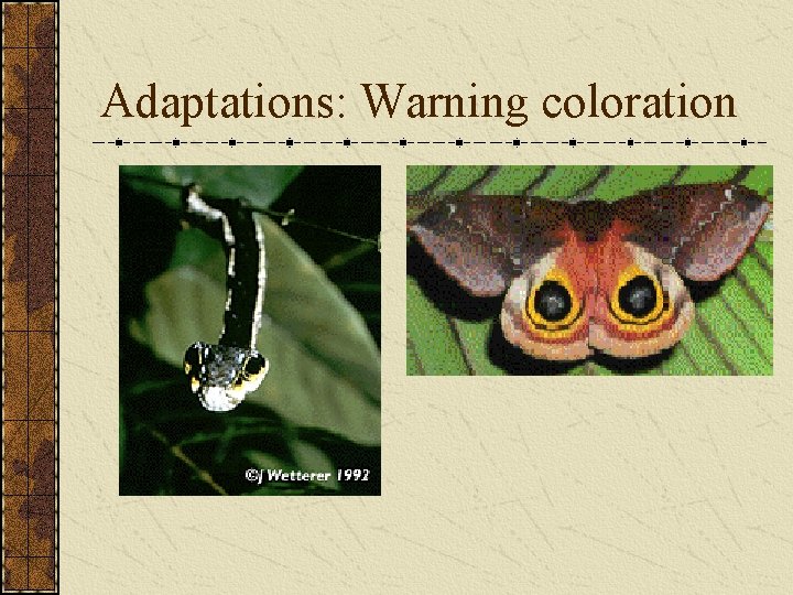 Adaptations: Warning coloration 