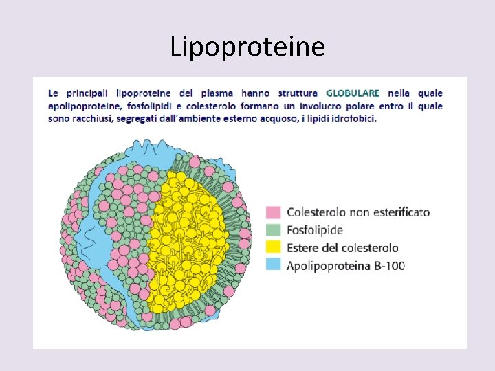 Lipoproteine 