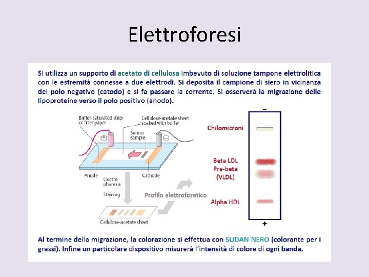 Elettroforesi 