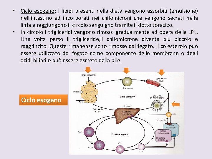  • Ciclo esogeno: I lipidi presenti nella dieta vengono assorbiti (emulsione) nell’intestino ed