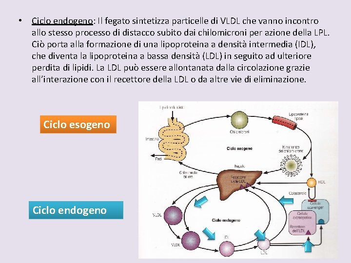  • Ciclo endogeno: Il fegato sintetizza particelle di VLDL che vanno incontro allo