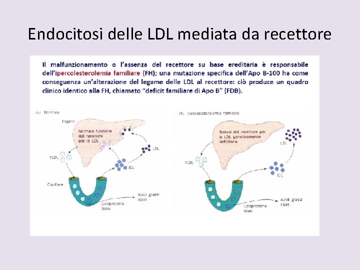 Endocitosi delle LDL mediata da recettore 