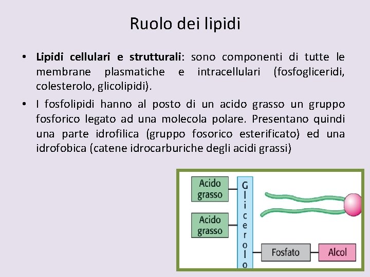 Ruolo dei lipidi • Lipidi cellulari e strutturali: sono componenti di tutte le membrane