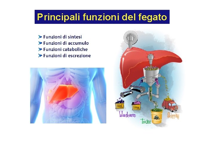 Principali funzioni del fegato 