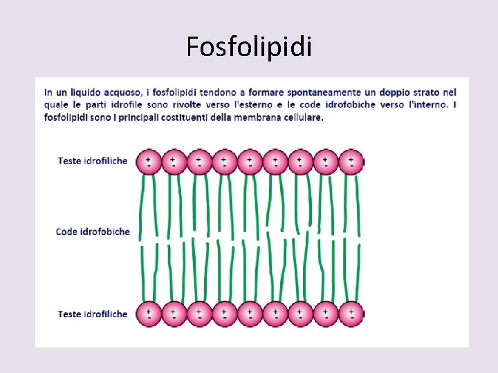Fosfolipidi 