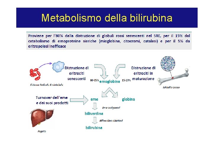 Metabolismo della bilirubina 