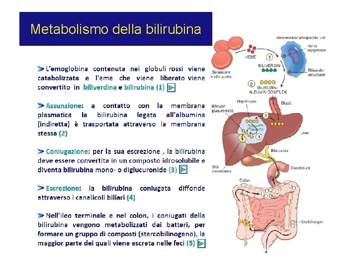 Metabolismo della bilirubina 