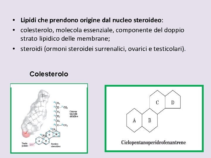  • Lipidi che prendono origine dal nucleo steroideo: • colesterolo, molecola essenziale, componente
