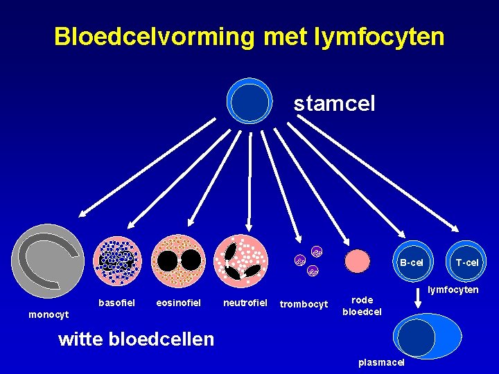 Bloedcelvorming met lymfocyten stamcel B-cel basofiel eosinofiel monocyt neutrofiel trombocyt rode bloedcel witte bloedcellen