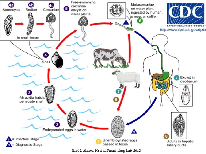 Raed Z. Ahmed, Medical Parasitology Lab. , 2012 