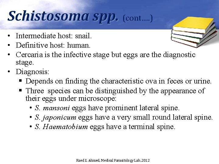 Schistosoma spp. (cont…. ) • Intermediate host: snail. • Definitive host: human. • Cercaria