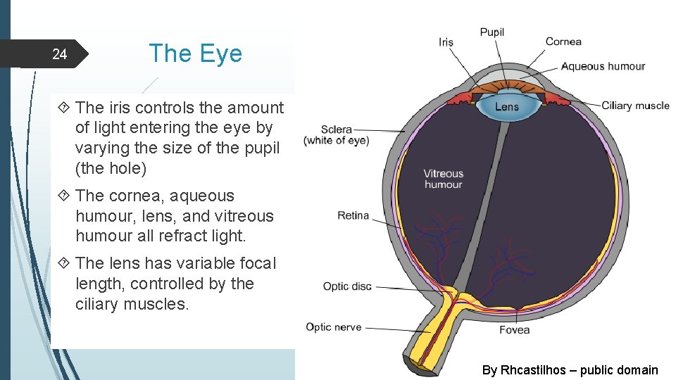 24 The Eye The iris controls the amount of light entering the eye by