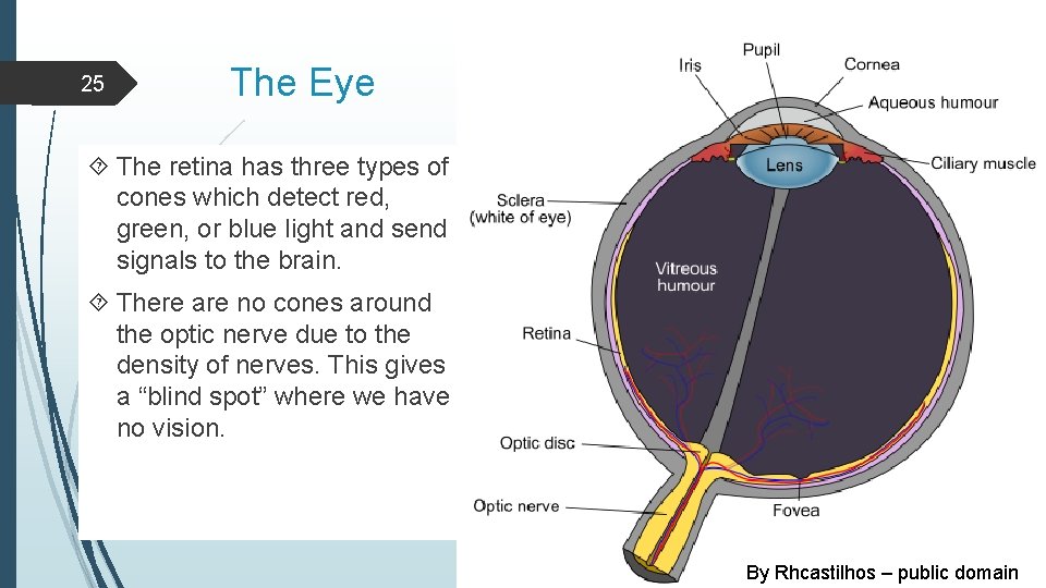 25 The Eye The retina has three types of cones which detect red, green,