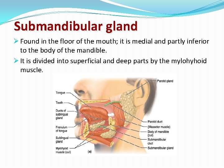 Submandibular gland Ø Found in the floor of the mouth; it is medial and