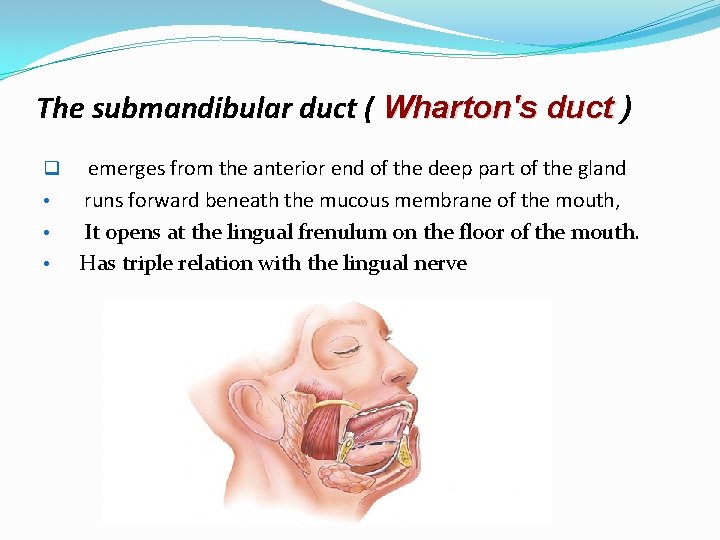 The submandibular duct ( Wharton's duct ) q • • • emerges from the