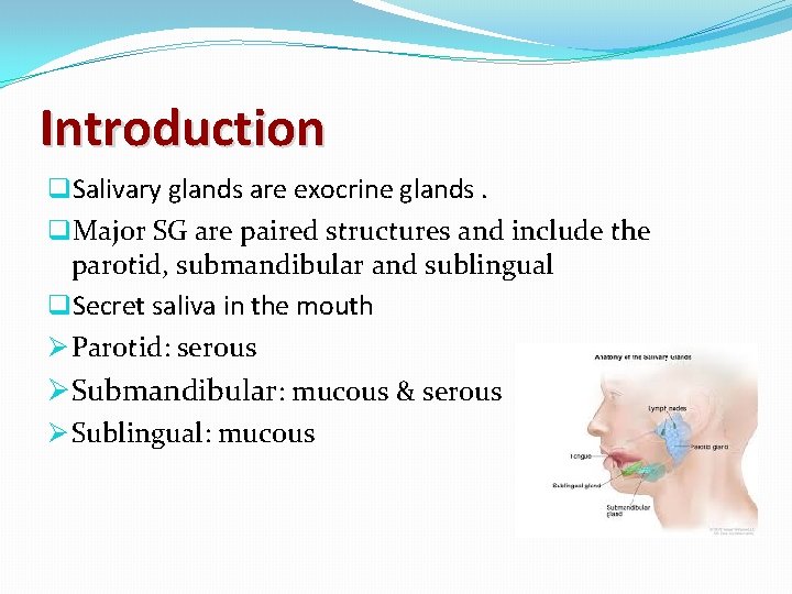 Introduction q. Salivary glands are exocrine glands. q. Major SG are paired structures and