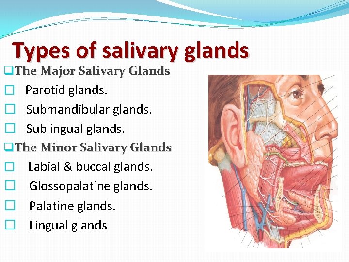 Types of salivary glands q. The Major Salivary Glands � Parotid glands. � Submandibular