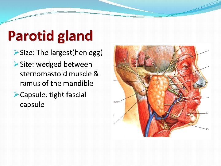 Parotid gland Ø Size: The largest(hen egg) Ø Site: wedged between sternomastoid muscle &