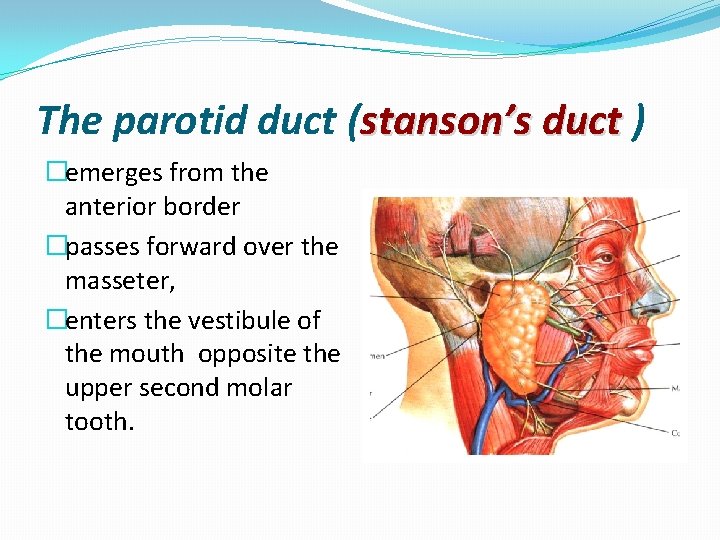 The parotid duct (stanson’s duct ) �emerges from the anterior border �passes forward over